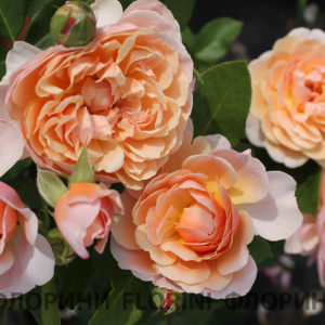 Роза флорибунда Парфюм Де Орлеанс <br>Rose floribunda Parfum d’Orleans