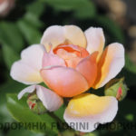 florini-2016-09-25-roza-parfyum-de-orleans-01