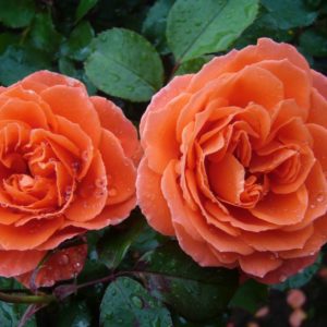 Роза флорибунда Оранж Мейлав <br>Rose floribunda Orange Meilove