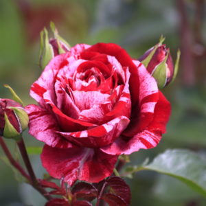 Роза флорибунда Дип Импрешн <br>Rose floribunda Deep Impression