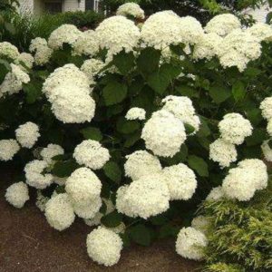 Гортензия древовидная Анабель Стронг<br>Hydrangea arborescens Strong Annabelle