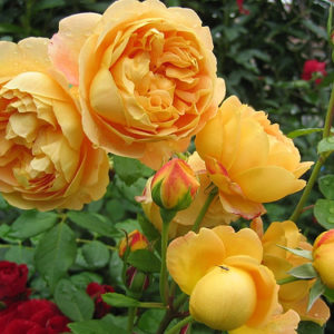 Роза Остина Голден Селебрейшн <br>Rose Austen Golden Celebration