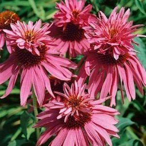 Эхинацея Дабл Деккер <br> Echinacea Double Decker