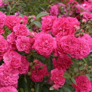 Роза миниатюрная Рокси <br>Rose liliput Roxy