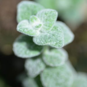 Душица круглолистная Тедди <br> Origanum rotundifolium  Teddy