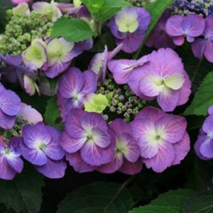 Гортензия крупнолистная Блюберри Чизкейк<br> Hydrangea macrophylla Blueberry Cheesecake