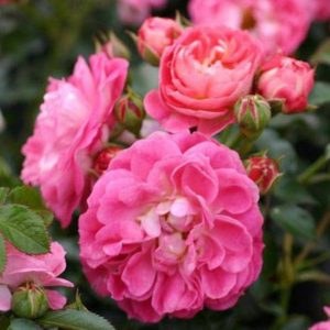 Роза миниатюрная Шармант <br>Rose liliput Charmant