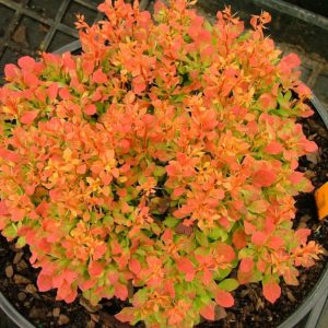 Барбарис Тунберга Голден руби<br> Berberis Thunbergii Golden Ruby