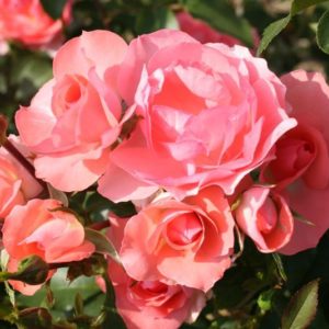 Роза флорибунда Жарден де Франс <br>Rose floribunda Jardins de France
