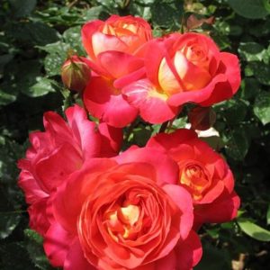 Роза флорибунда Мидсаммер <br>Rose floribunda Midsummer