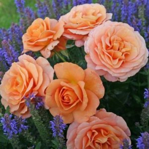 Роза флорибунда Бенгали <br>Rose floribunda Bengali
