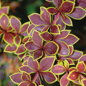 Барбарис Тунберга Голден Ринг<br>Berberis thunbergii Golden Ring