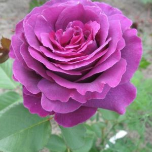 Роза чайно-гибридная Парфюм Дэ Рев <br>Rose hybrid tea Parfum de Reve