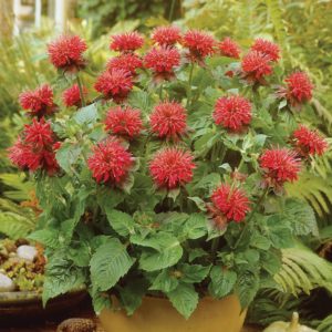 Монарда  Кембридж Скарлет <br>Monarda Cambridg Scarlet