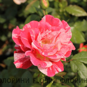 Роза флорибунда Токад <br>Rose floribunda Tocade