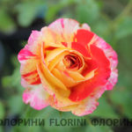 florini-2016-08-25-роза-райнбоу-натион-03