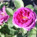 florini-2016-09-25-roza-parfyum-de-rev-01