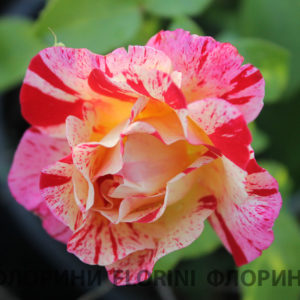 Роза флорибунда Райнбоу Натион <br>Rose floribunda Rainbow Nation