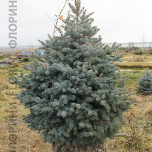 Ель колючая Глаука <br>Picea pungens Glauca