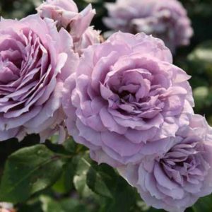 Роза флорибунда Новалис <br>Rose floribunda Novalis