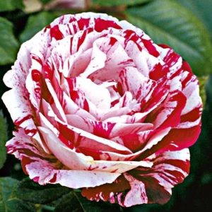 Роза флорибунда Сентименталь <br>Rose floribunda Scentimental