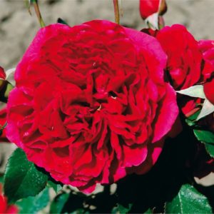 Роза парковая Дино де Лаурентис <br>Rose Dino de Laurentiis