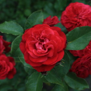 Роза флорибунда Руж Мейлав <br>Rose floribunda Rouge Meilove