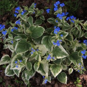 Бруннера крупнолистная Вариегата<br> Brunnera macrophylla Variegata