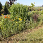 florini-2016-07-10-klumba-solidago-floks-lilejnik-rudbekiya-01