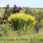 florini-2016-08-10-solidago-klumba-01