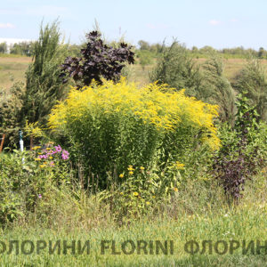 Солидаго (Золотарник) <br>Solidago