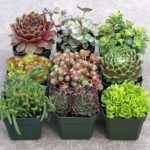 hardy_succulent3