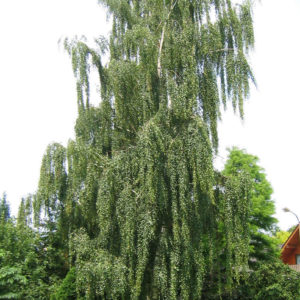 Береза повислая Тристис <br>Betula pendula Tristis