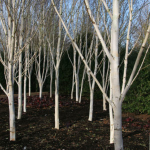 Береза полезная Дооренбос <br>Betula utilis Doorenbos