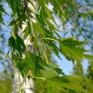 Береза повислая Криспа <br>Betula pendula Crispa