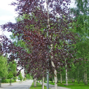 Береза повислая Пурпуреа <br>Betula pendula Purpurea