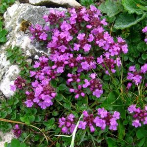 Тимьян ранний Пурпурный<br> Thymus praecox