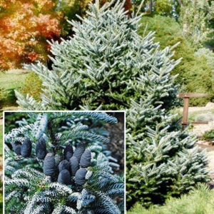 Пихта корейская Силберлок <br>Abies koreana Silberlocke