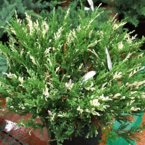Можжевельник Андорра Вариегата <br>Juniperus Andora Variegata