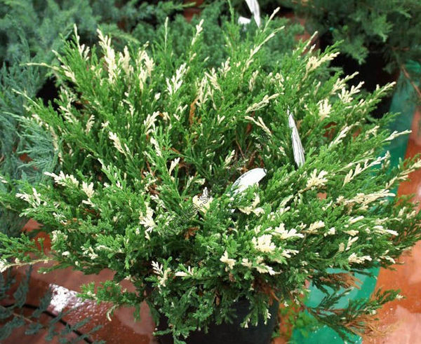 Купить Можжевельник Андорра Вариегата Juniperus Andora Variegata - в питомнике Флорини