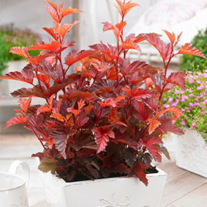 Пузыреплодник Литл Энжел <br>Physocarpus opulifolius Little Angel