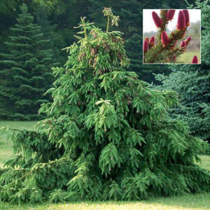 Ель обыкновенная Акракона <br>Picea abies Acrocona