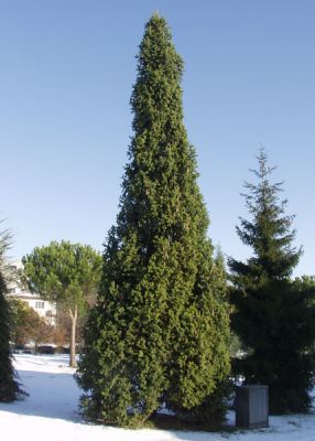 Ель обыкновенная Купрессина <br>Picea abies Cupressina