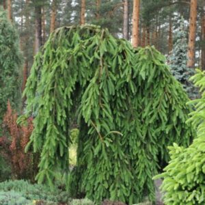 Ель обыкновенная Фробург <br>Picea abies Frohburg