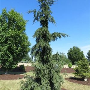 Ель обыкновенная Ротенхаус <br>Picea abies Rothenhaus