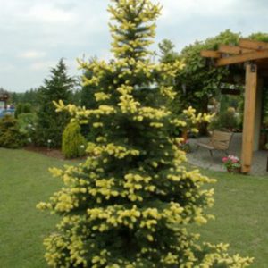 Ель колючая Майголд <br>Picea pungens Maigold