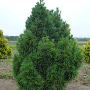 Сосна обыкновенная Глобоза Вирдис <br>Pinus sylvestris Globosa Viridis