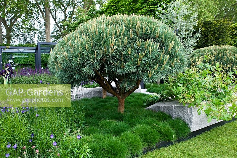 Купить Сосна обыкновенная Ватерери на штамбе Pinus sylvestris Watereri Ра - в питомнике Флорини