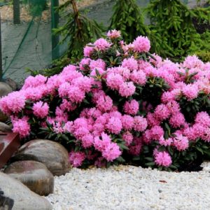 Рододендрон Розеум Элеганс <br>Rhododendron Roseum Elegans