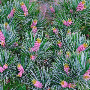 Сосна мелкоцветковая Глаука <br>Pinus parviflora Glauca